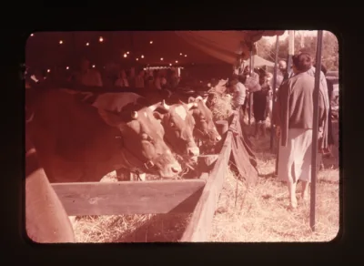 Photograph 17 from Found Photos