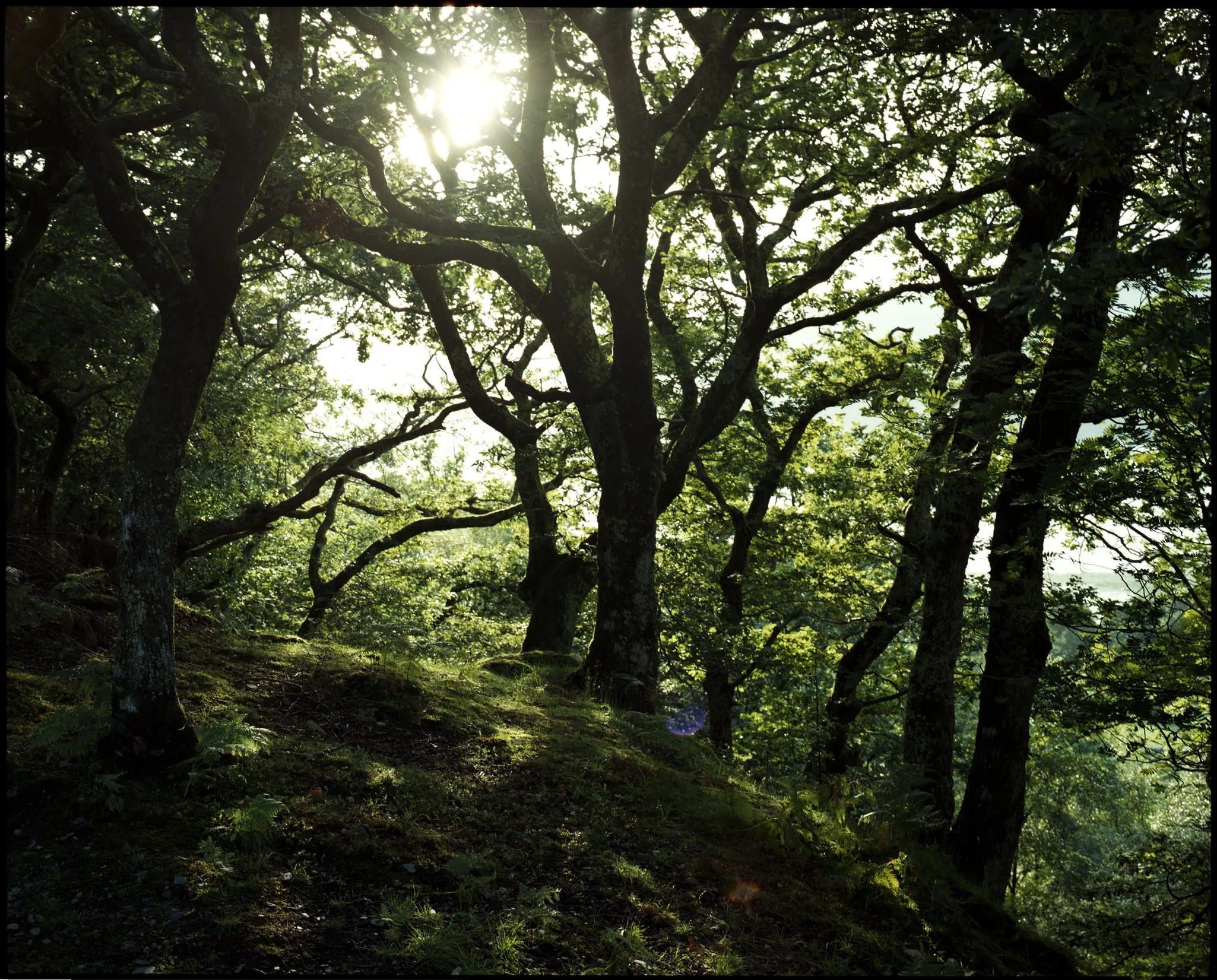 Photograph 6 from Scapes
